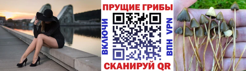 Галлюциногенные грибы Psilocybine cubensis  купить закладку  Ангарск 